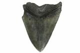 Bargain, Fossil Megalodon Tooth - South Carolina #170505-1